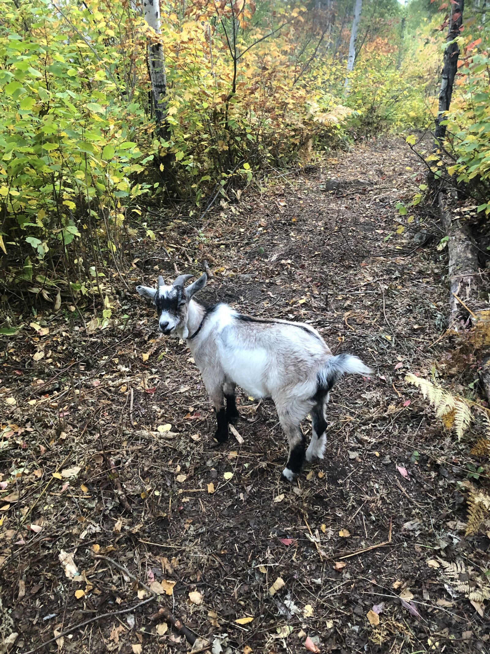 iPhone 8 back camera 3.99mm f/1.8 sample photo. Goat, dwarf photography