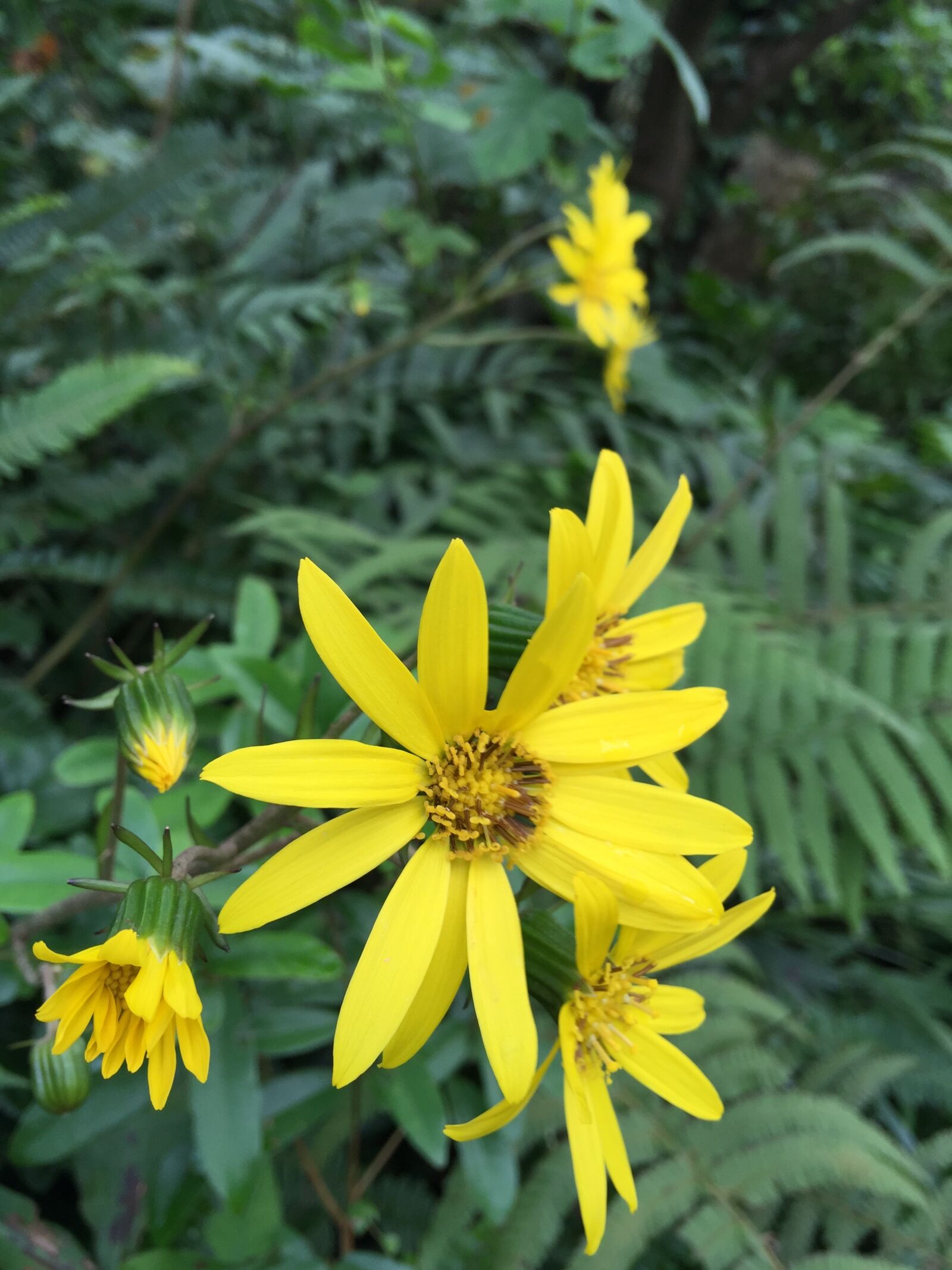 iPhone 6 Plus back camera 4.15mm f/2.2 sample photo. Flower, yellow, yellow flower photography