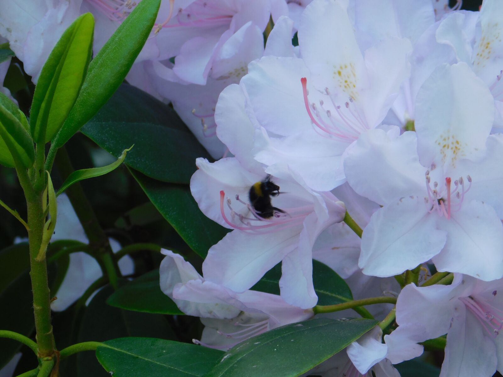 Nikon Coolpix B500 sample photo. Bee, rhododendron, nature photography