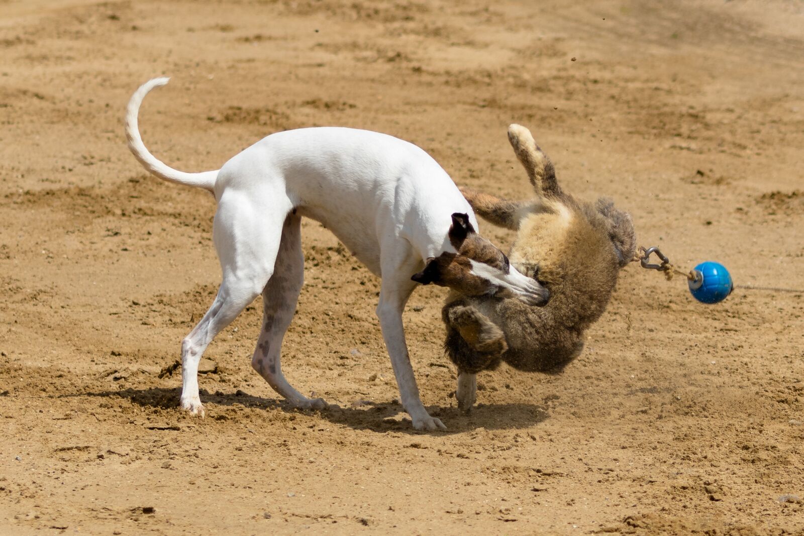 Canon EF 70-300 F4-5.6 IS II USM sample photo. Dog, runs, dog racing photography