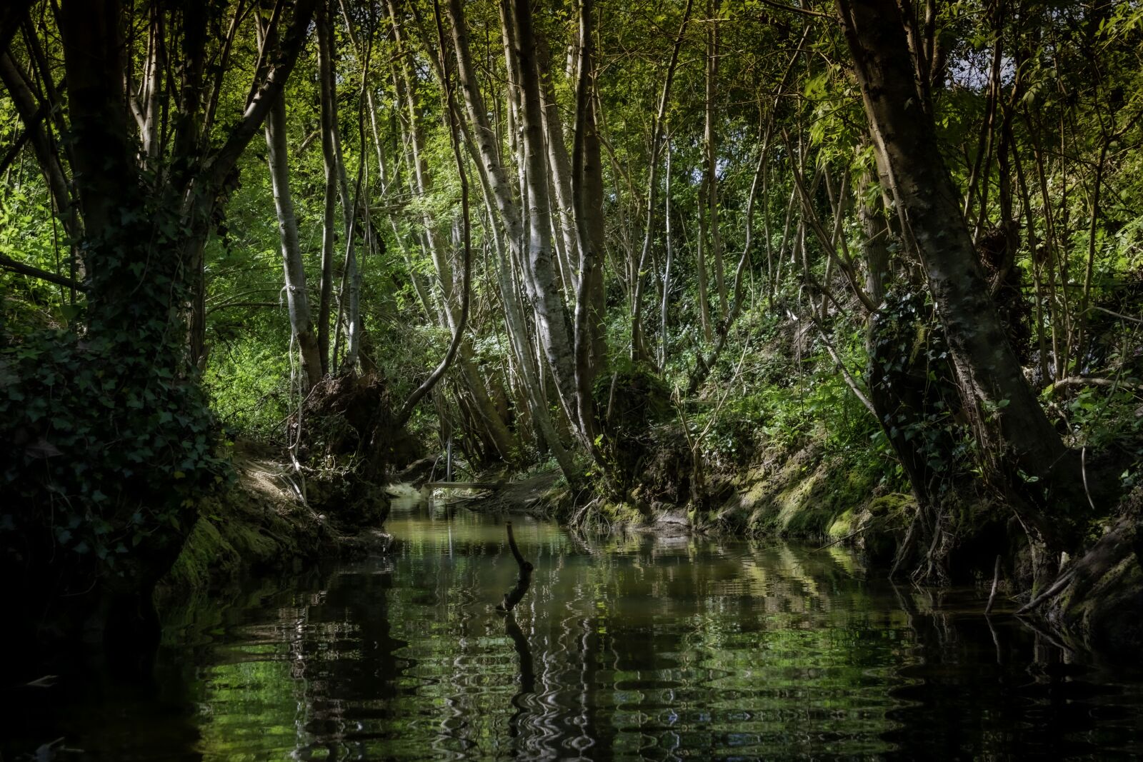 Nikon D7500 sample photo. River, forest, nature photography