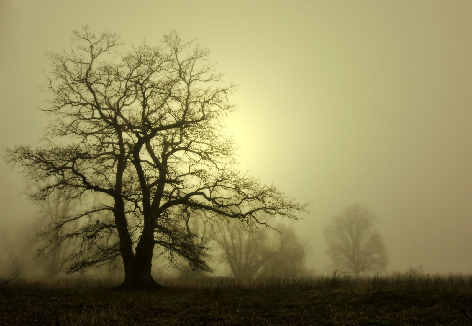 Nikon D5600 sample photo. Tree, fog, haze photography