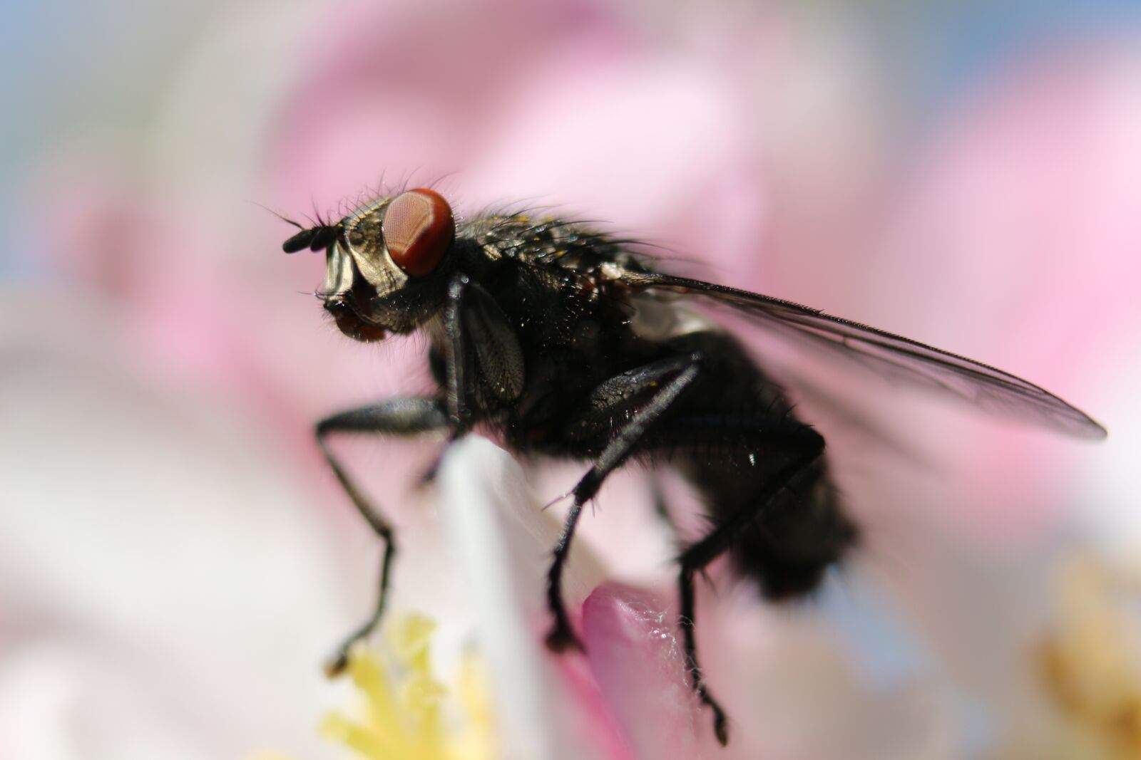 Canon EOS 100D (EOS Rebel SL1 / EOS Kiss X7) sample photo. Fly, cherry blossom, insect photography