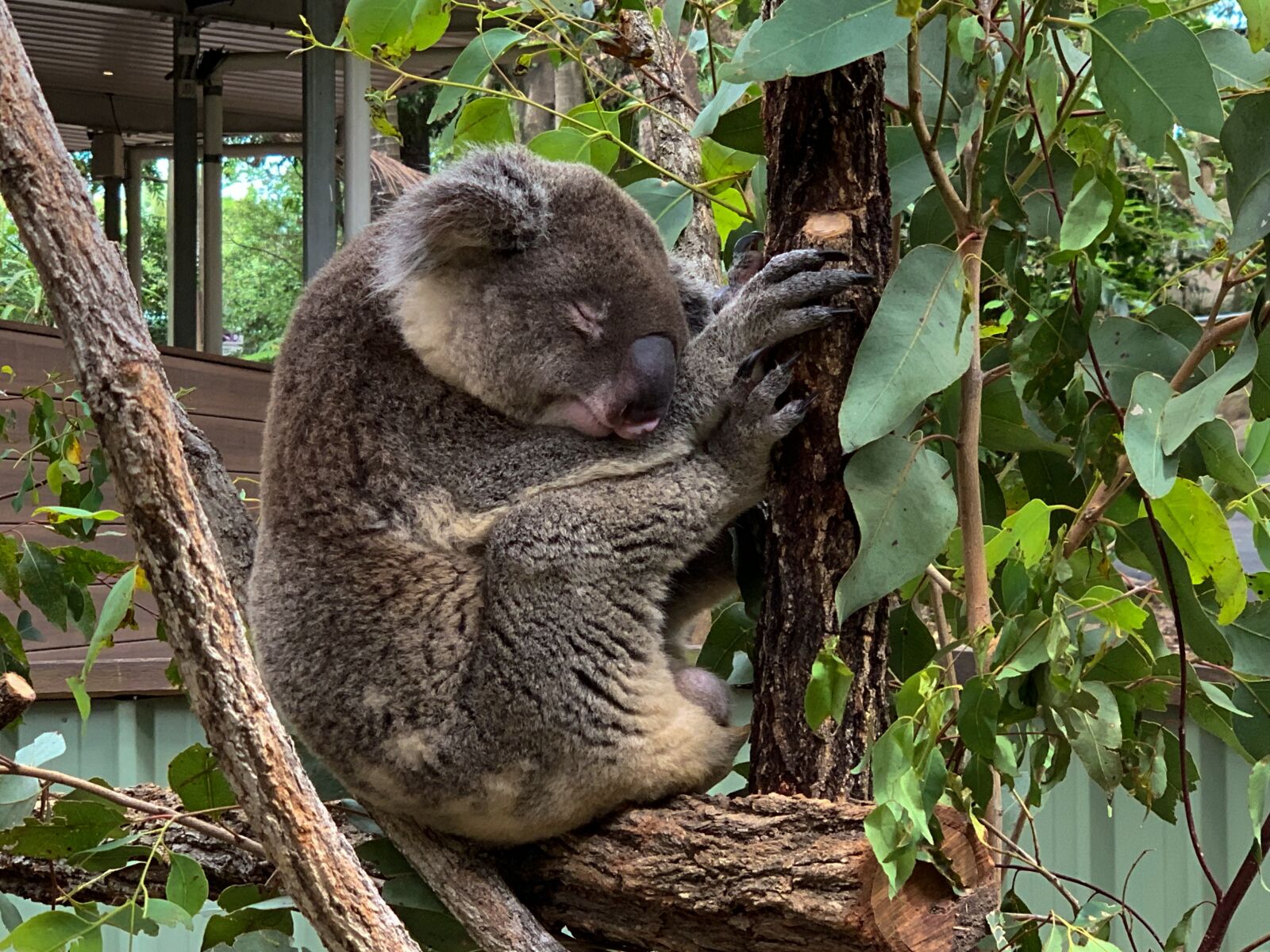 iPhone XS back dual camera 6mm f/2.4 sample photo. Koala, sleeping, sleep photography