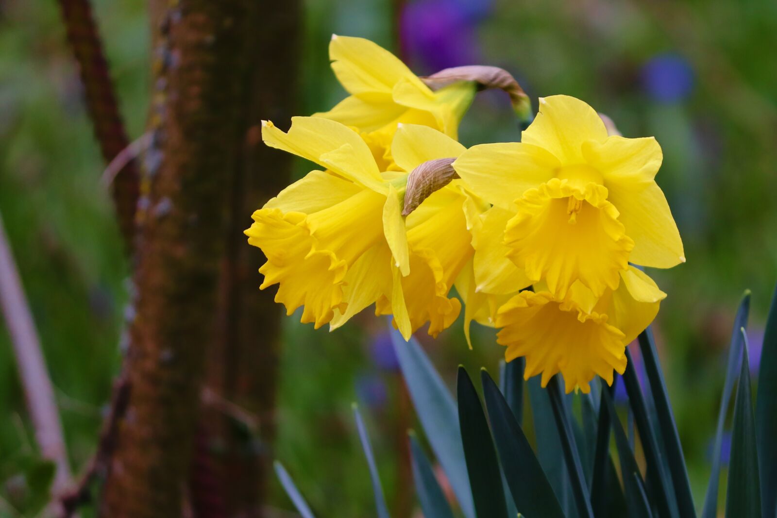 Canon EOS 200D (EOS Rebel SL2 / EOS Kiss X9) sample photo. Daffodils, osterglocken, spring flowers photography