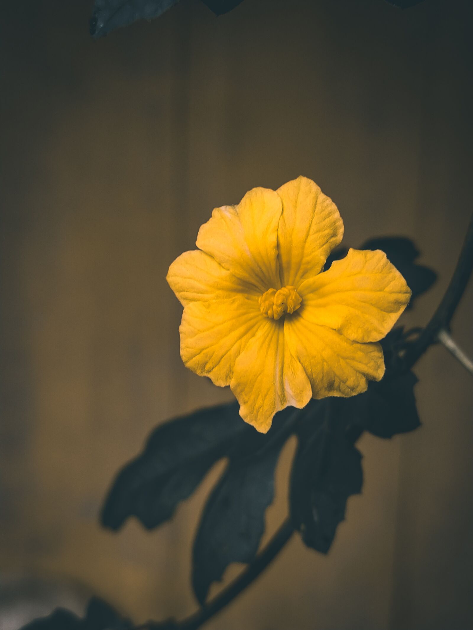 Xiaomi Mi A3 sample photo. Plant, flower, yellow photography