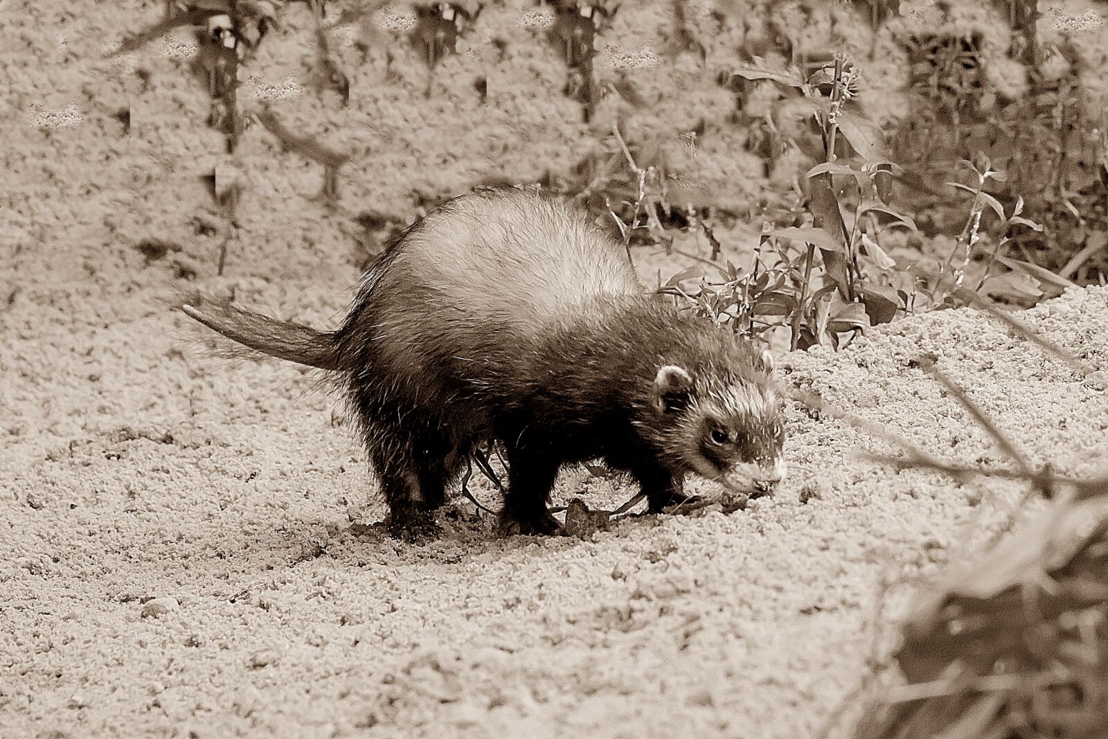 Nikon D3200 sample photo. Iltis, ferret, mustelids photography