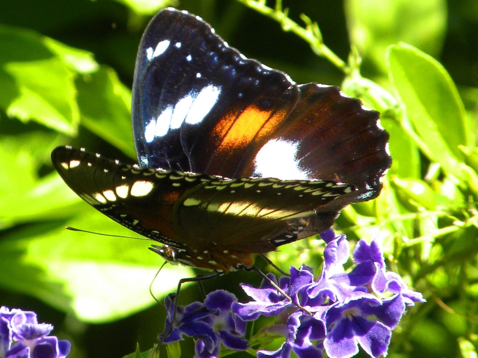 Nikon Coolpix P90 sample photo. Butterfly, insect, macro photography