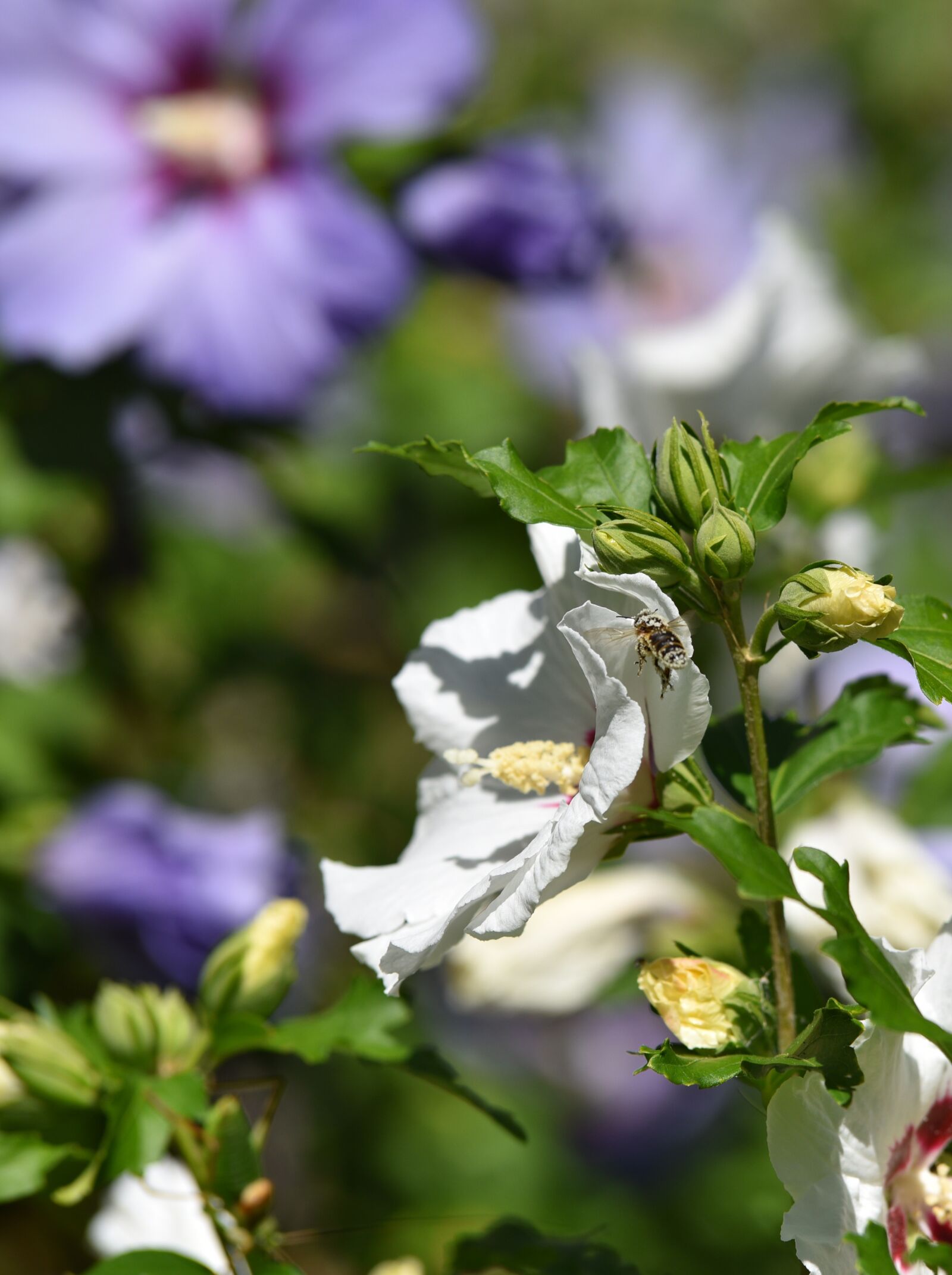 Nikon D750 sample photo. Bee, bloom, blossom photography