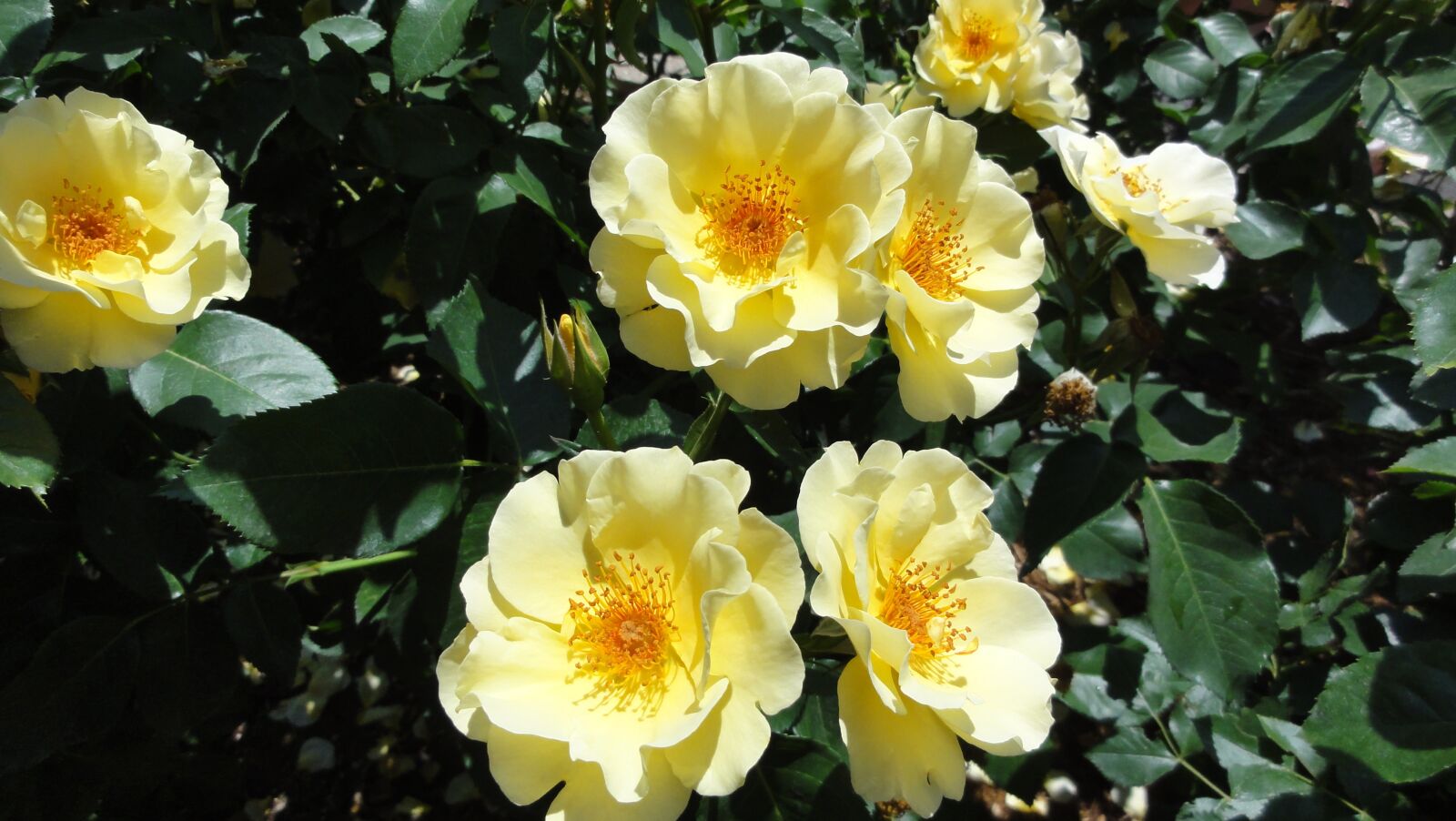 Sony DSC-HX5V sample photo. Flowers, rose, yellow flowers photography