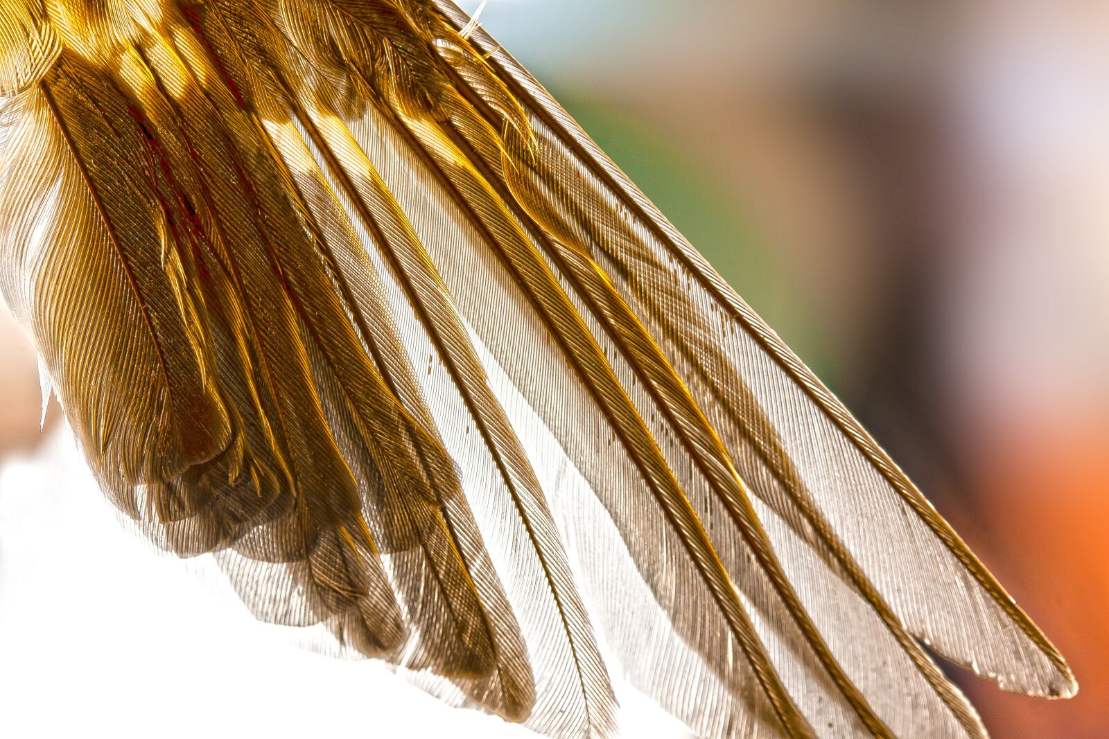 Canon EOS 50D + Canon EF-S 60mm F2.8 Macro USM sample photo. Wing, feather, bird photography