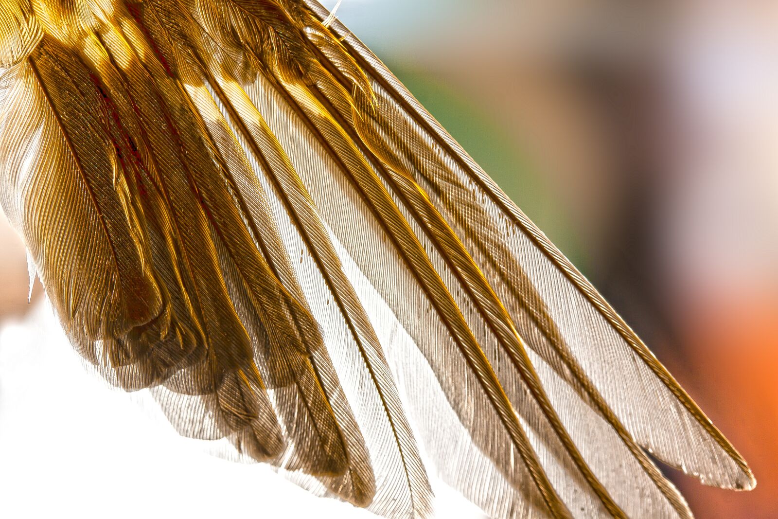 Canon EOS 50D sample photo. Wing, feather, bird photography