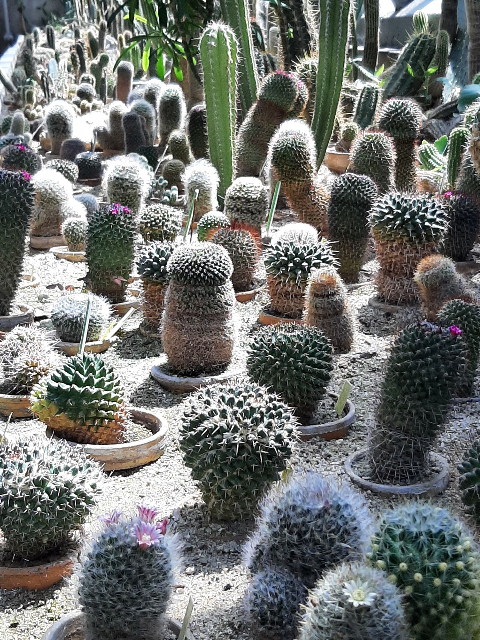 Samsung Galaxy A50 sample photo. Cactus, greenhouse, dry photography