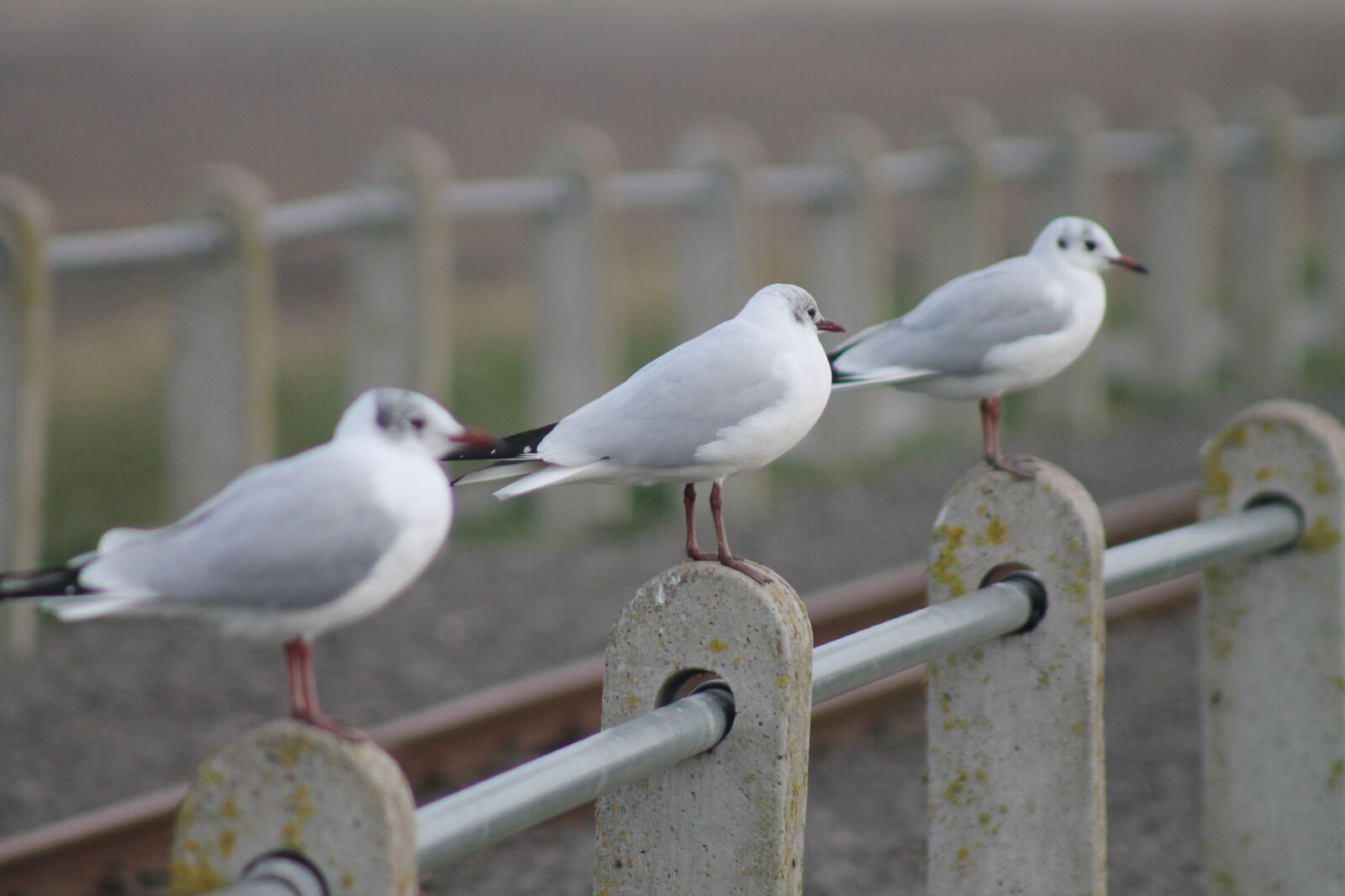 Canon EOS 1100D (EOS Rebel T3 / EOS Kiss X50) sample photo. Seagulls, seaside, coast photography