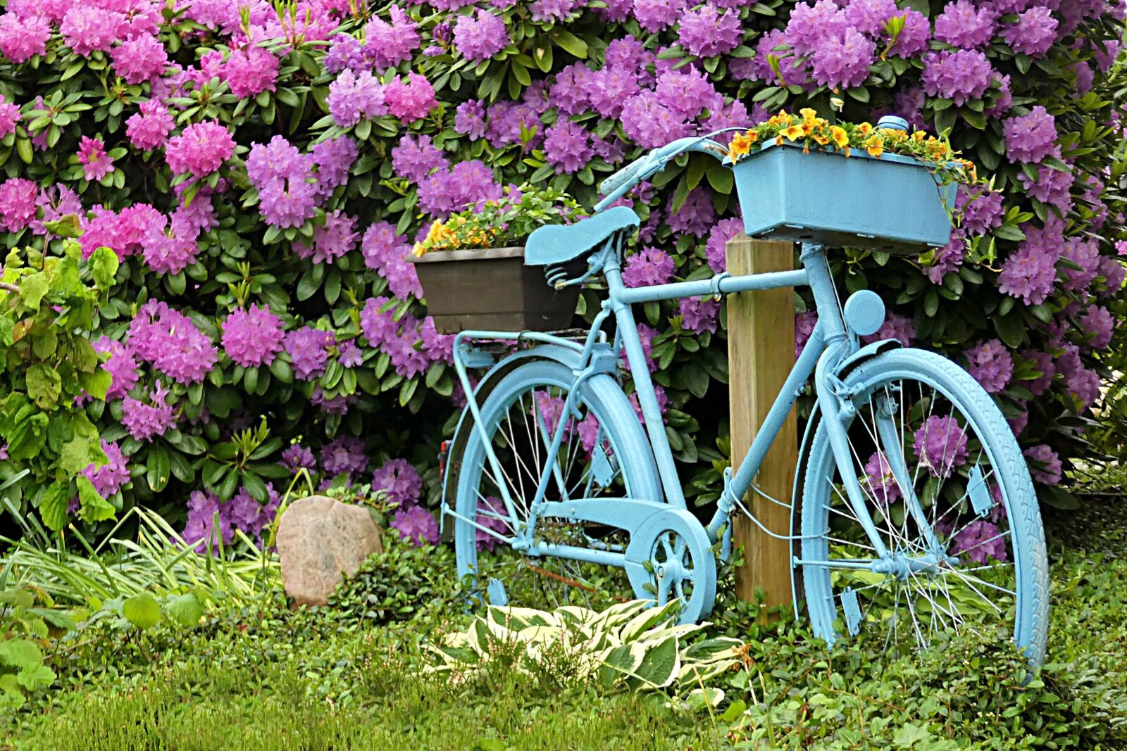 Panasonic DMC-TZ81 sample photo. Bike, blue, deco photography