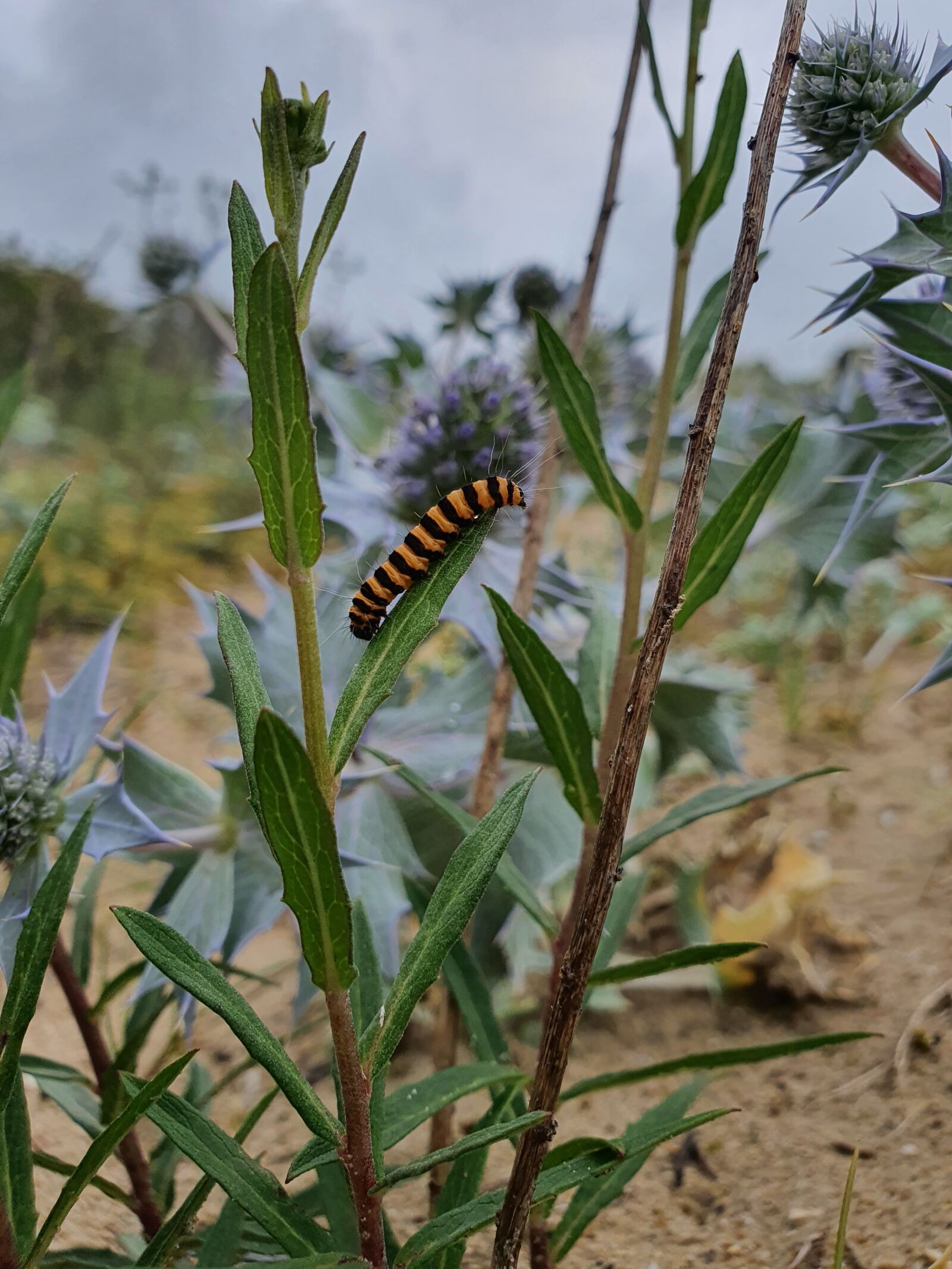 Samsung Galaxy S10e sample photo. Caterpillar, st jacobsvlinder, jacobskruiskruid photography