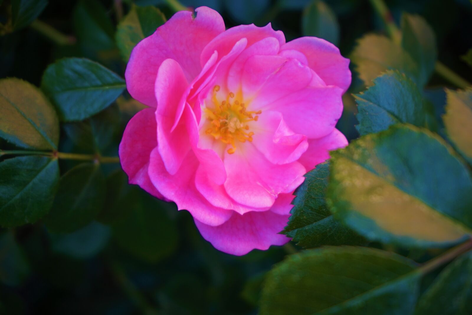 Sony a6000 sample photo. Rose, blossom, bloom photography