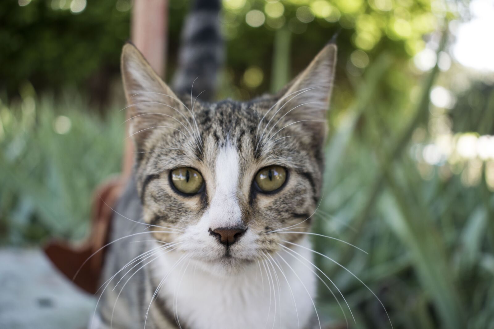 Nikon D3300 sample photo. Cat, nature, predator photography