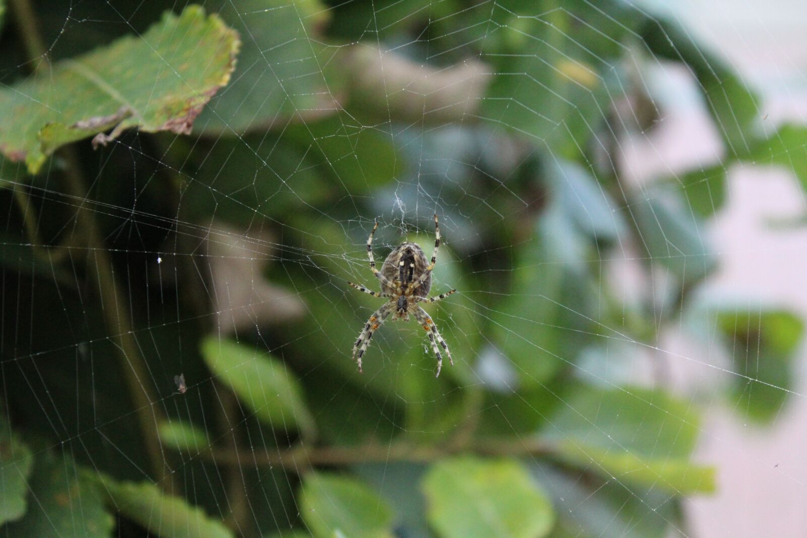 Canon EOS 1200D (EOS Rebel T5 / EOS Kiss X70 / EOS Hi) sample photo. Spider, animal, web photography