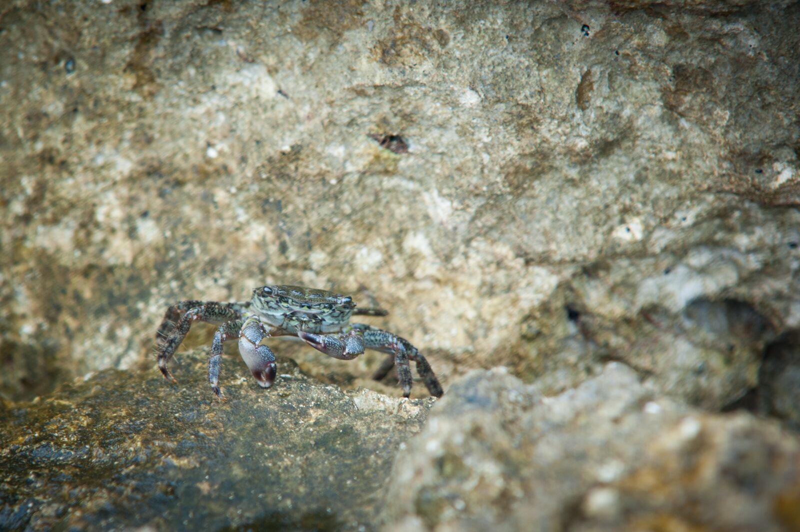 Nikon D700 sample photo. Cancer, mediterranean, meeresbewohner photography