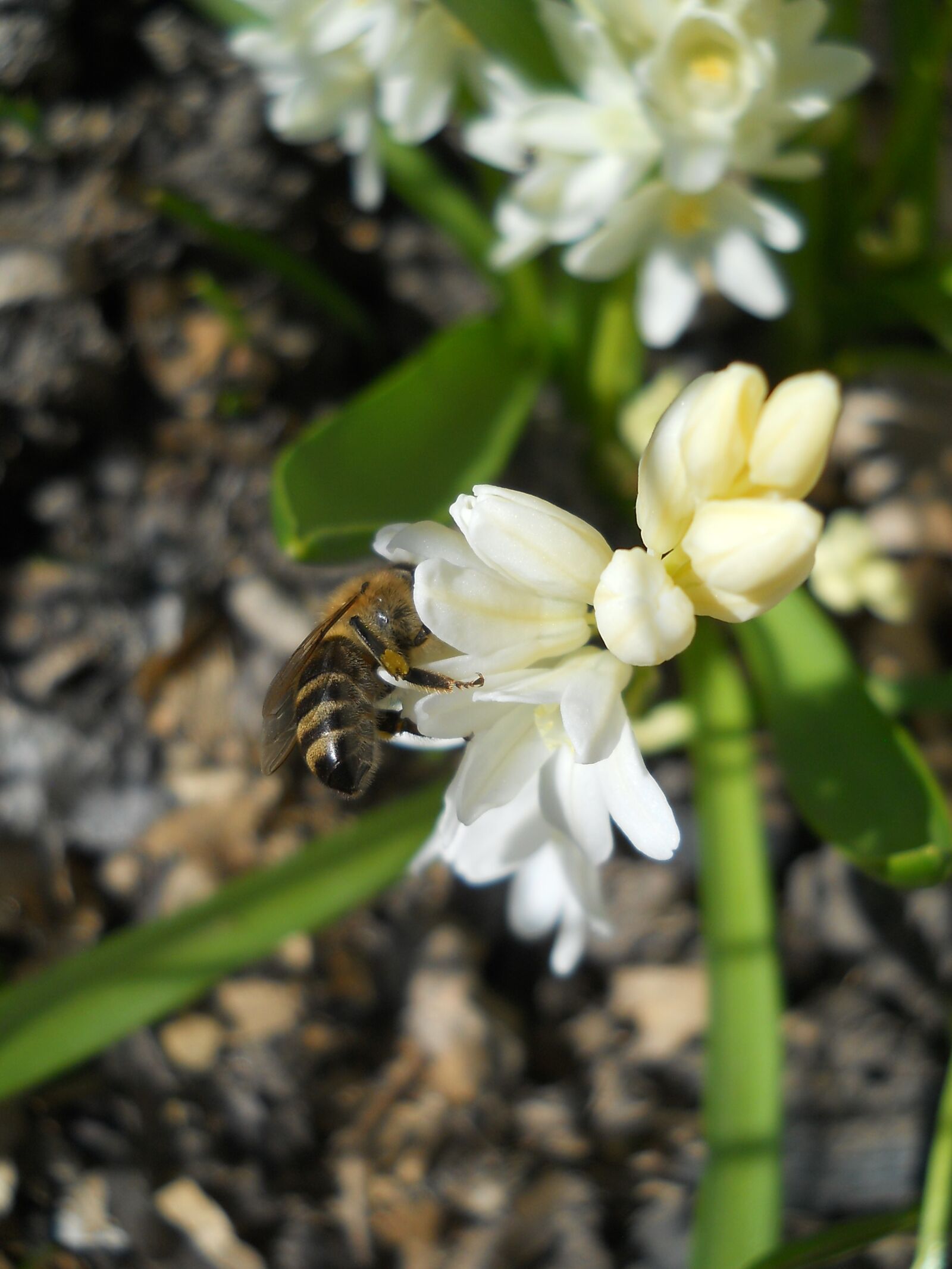 Nikon Coolpix L21 sample photo. Snowdrop, bee, spring photography