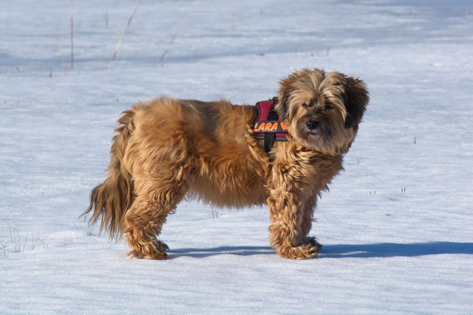 Nikon D7100 sample photo. Tibetan terrier, dog breed photography