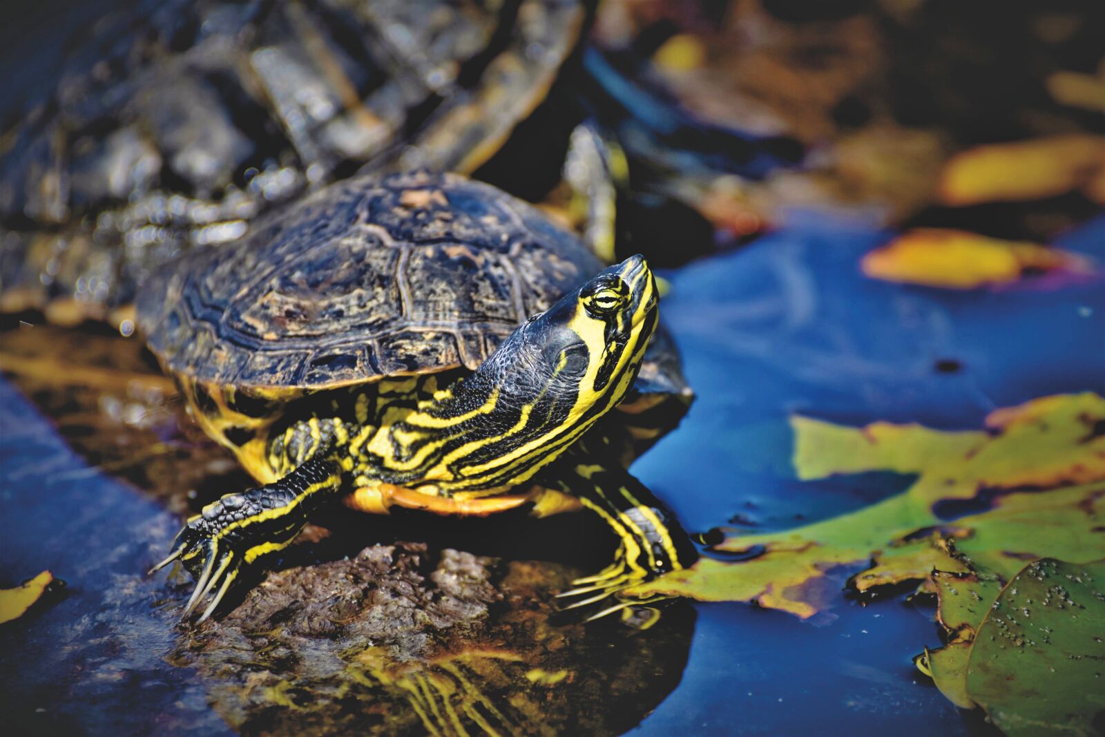 Nikon D7200 sample photo. Turtles, reptile, tortoise shell photography