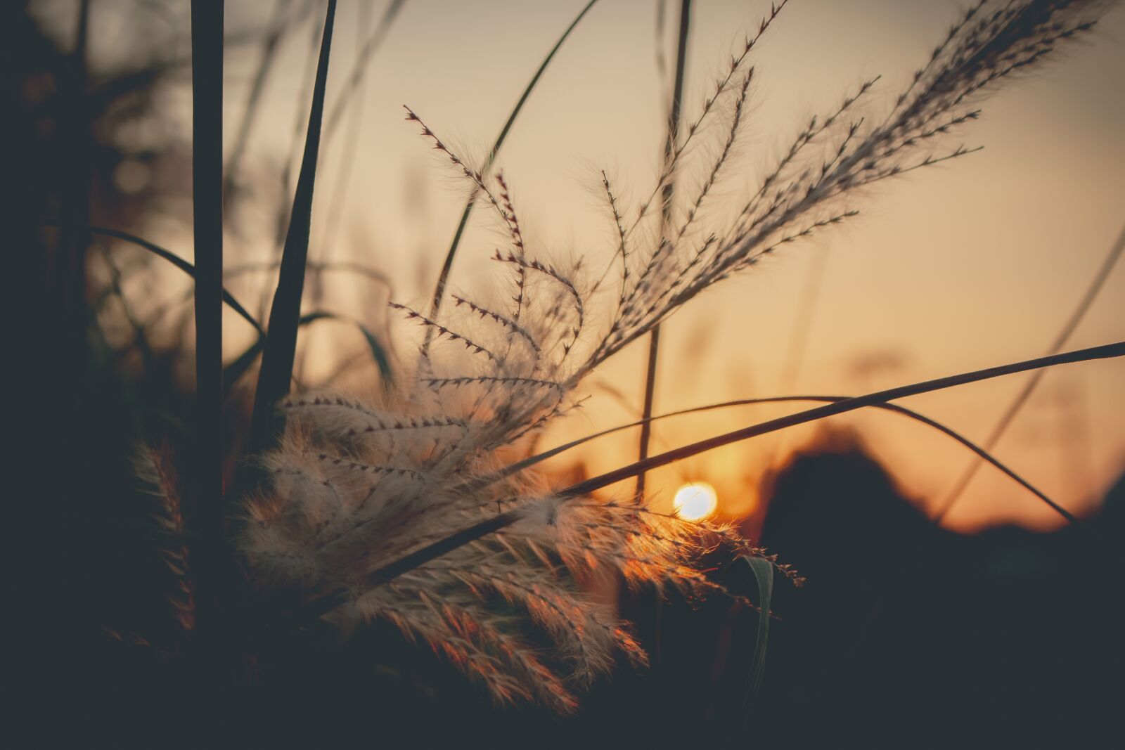 Canon EOS 700D (EOS Rebel T5i / EOS Kiss X7i) sample photo. Sky, west, grass photography