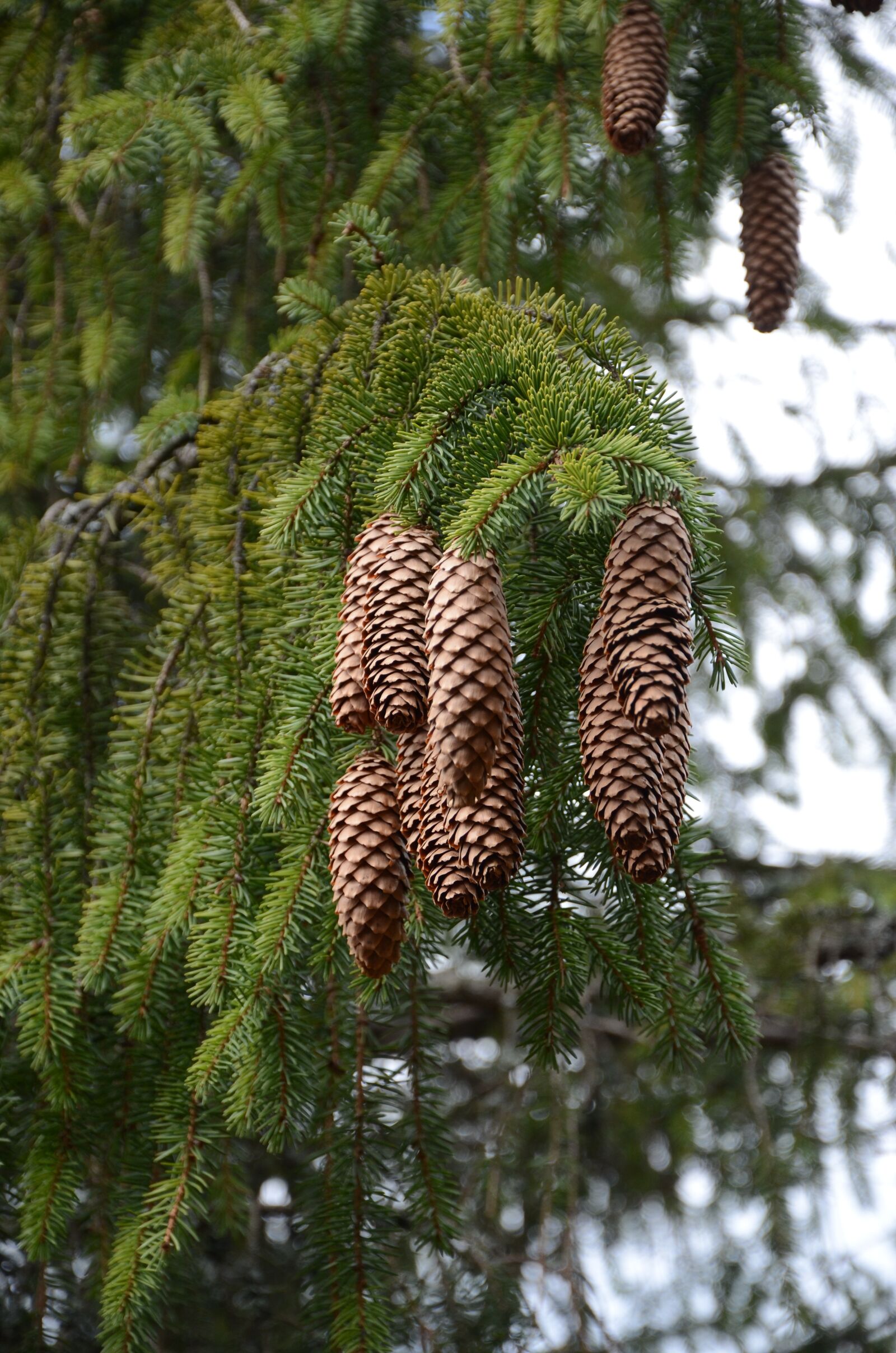 Nikon D7000 sample photo. Tree, plants evergreen, pine photography
