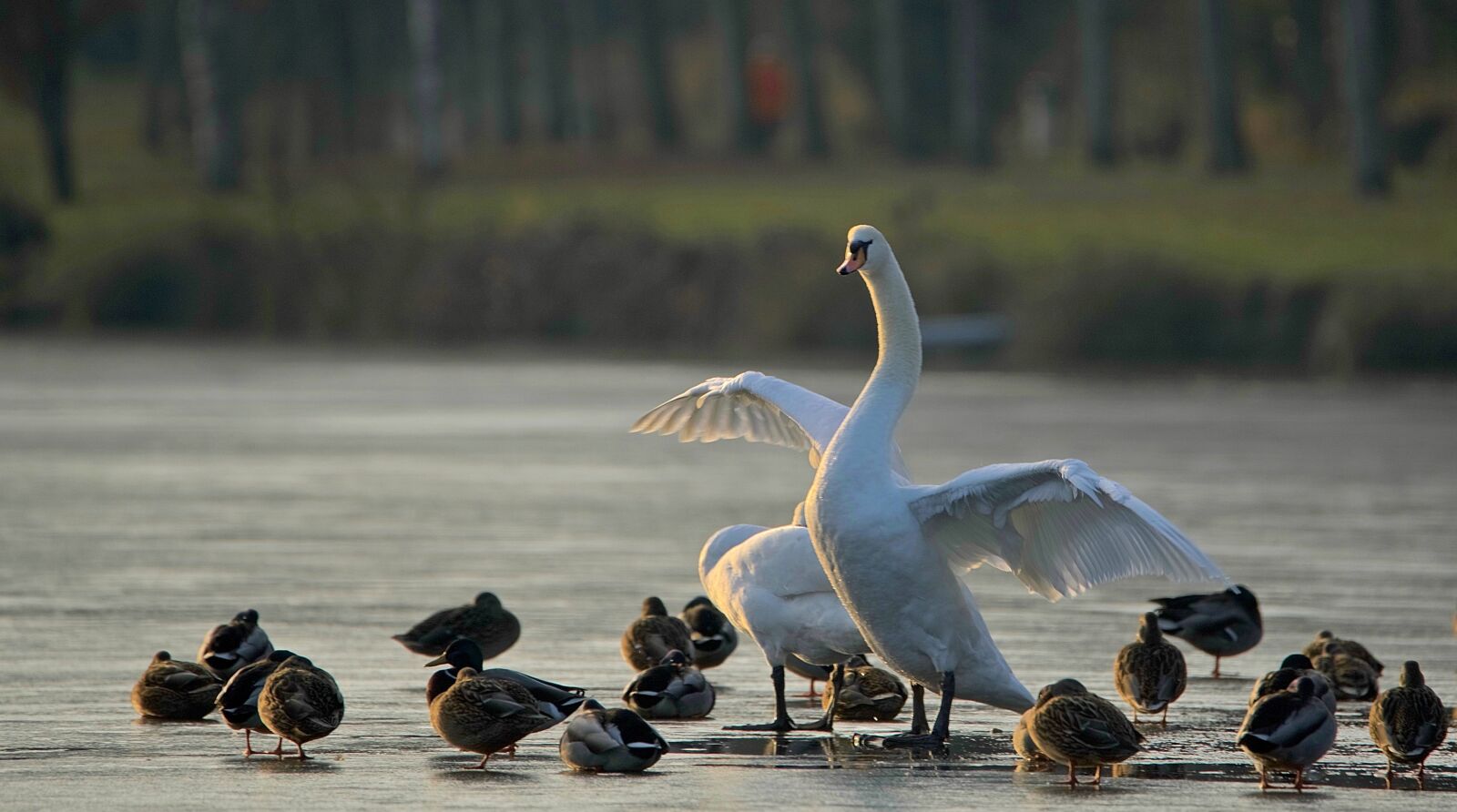 Nikon D750 sample photo. Swan, duck, majestic photography