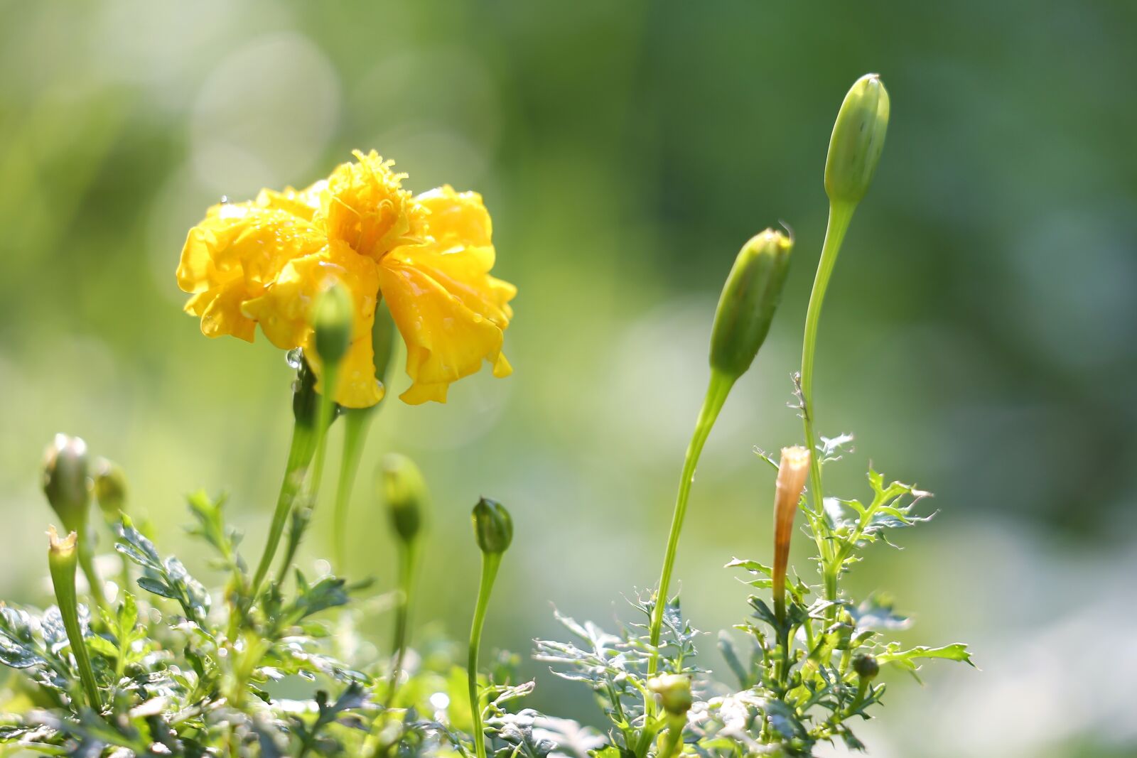 Canon EF 70-300 F4-5.6 IS II USM sample photo. Tagetes, after rain, yellow photography