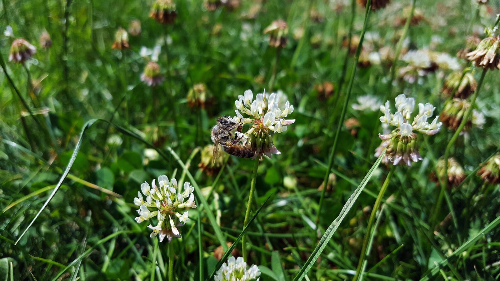 Samsung Galaxy S6 sample photo. White clover, bee, trifolium photography