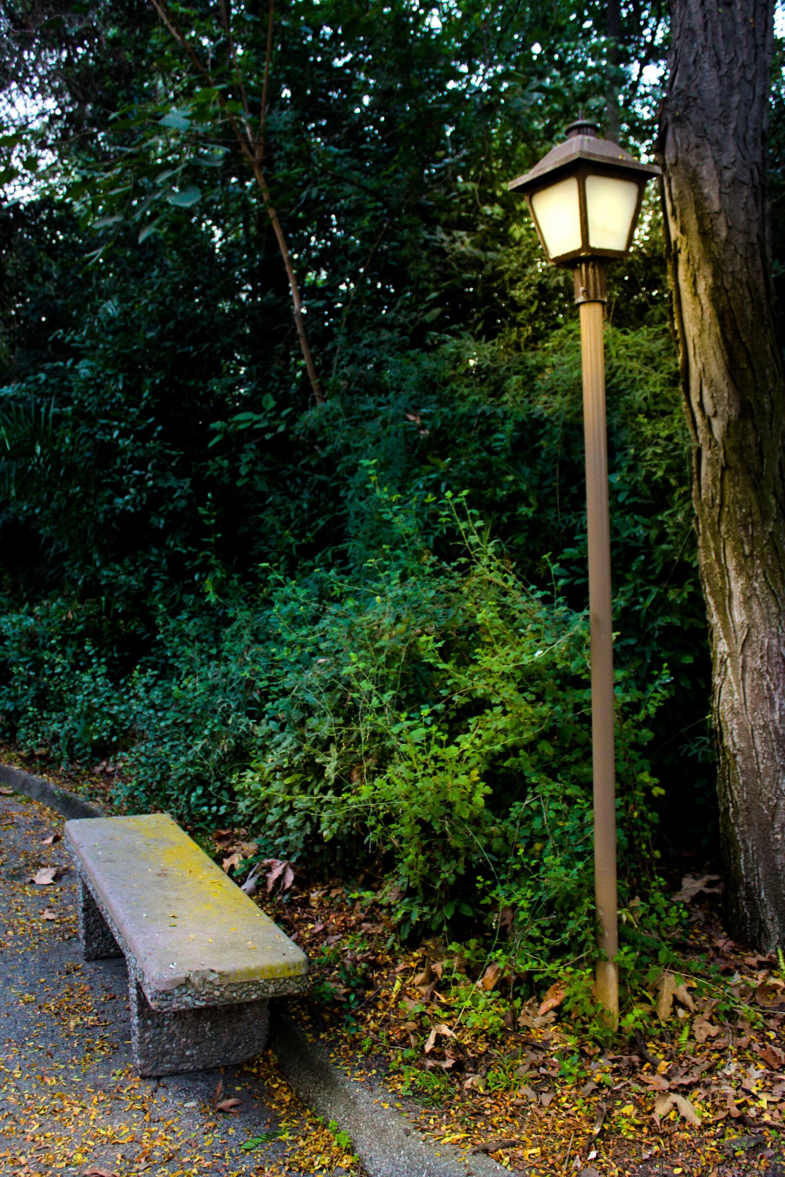 Canon EOS 500D (EOS Rebel T1i / EOS Kiss X3) sample photo. Lamp post, light, forest photography