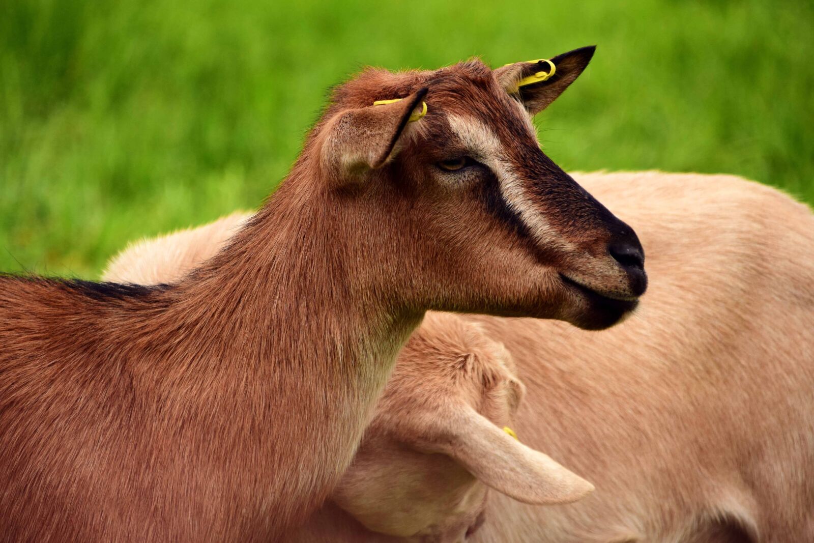 Nikon D3300 sample photo. Animal, wildlife, grass, goat photography