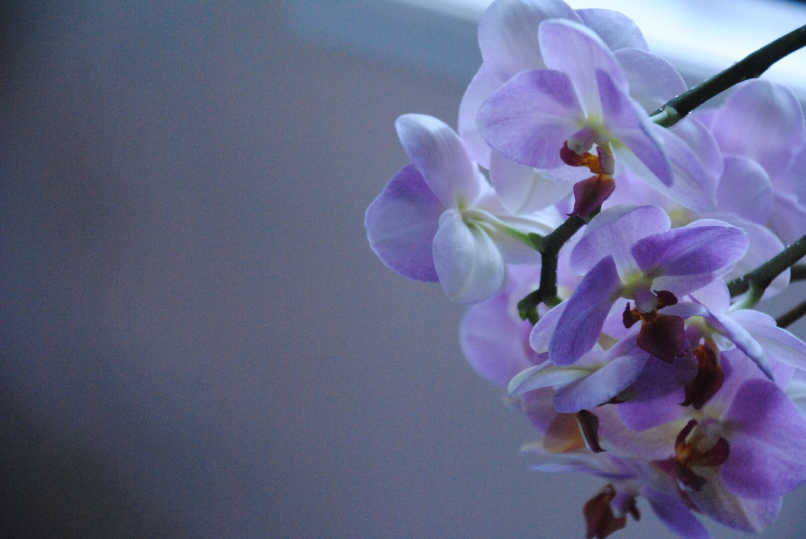 Nikon D3000 sample photo. Flower, purple, nature photography