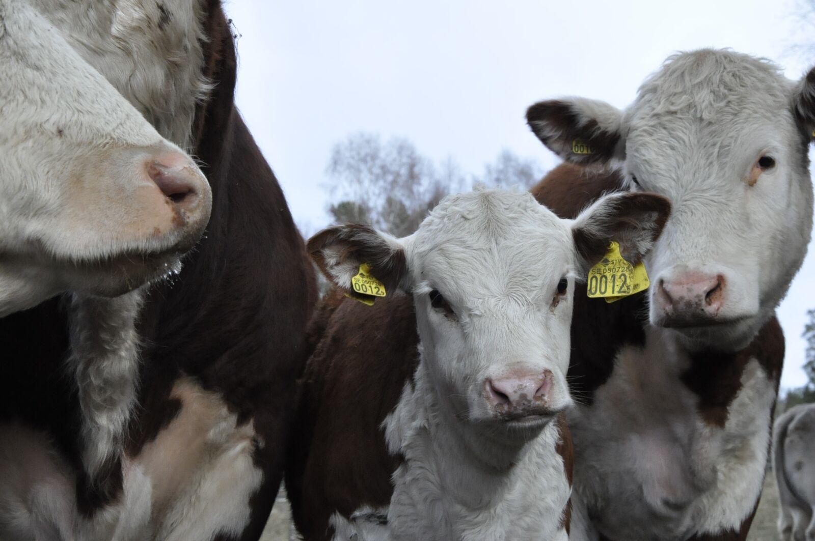 Nikon D90 sample photo. Ko, cow, bovine photography