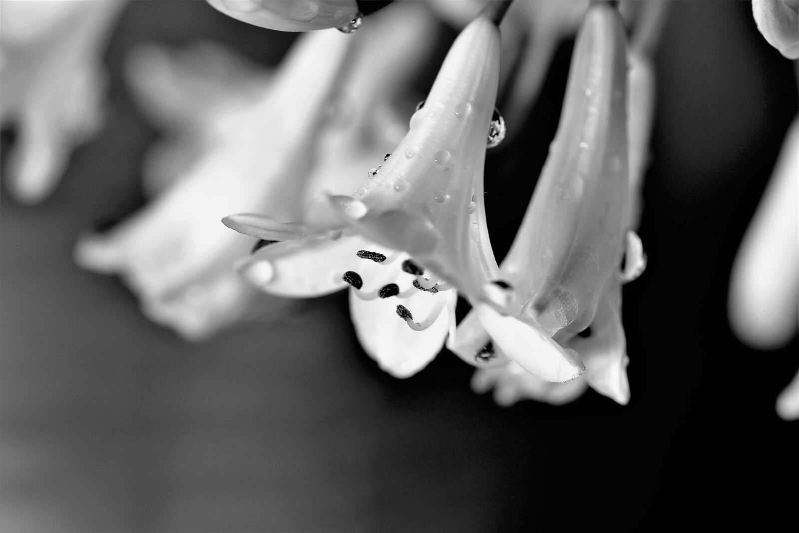 Nikon D5500 sample photo. Agapanthus, black and white photography
