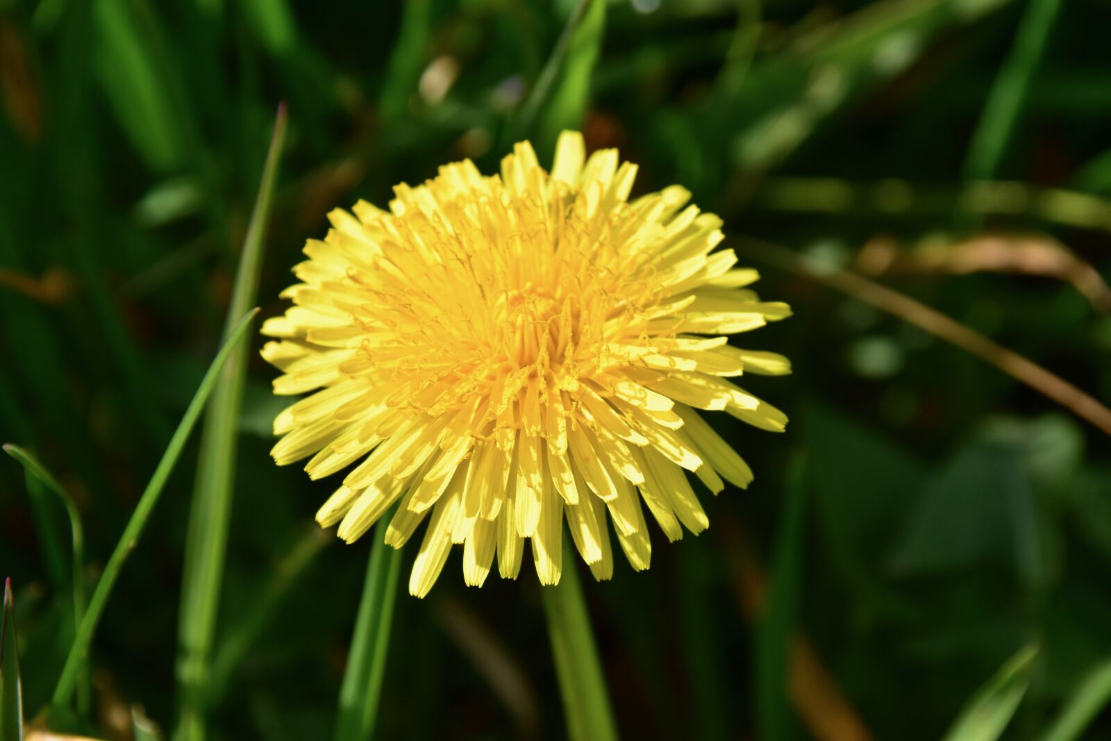 Nikon D5600 sample photo. Flower, dandelion, yellow flower photography