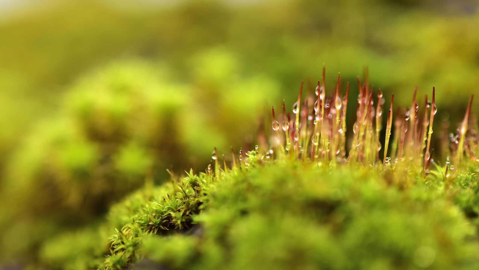 Nikon D5600 sample photo. Moss, blossom, bloom photography