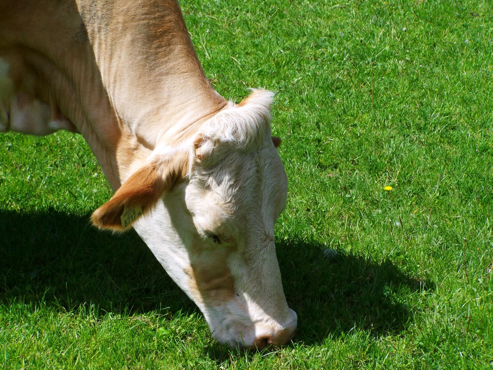 Kodak EASYSHARE ZD710 ZOOM DIGITAL CAMERA sample photo. Cow portrait, browse, cattle photography