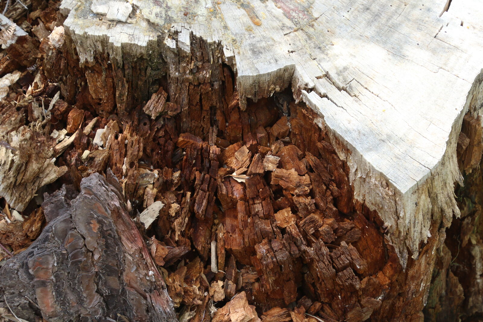 Canon EOS 7D Mark II sample photo. Bark, break, brown, nature photography