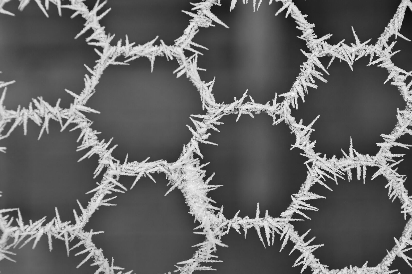 Nikon D5500 sample photo. Cold, detail, frozen, ice photography