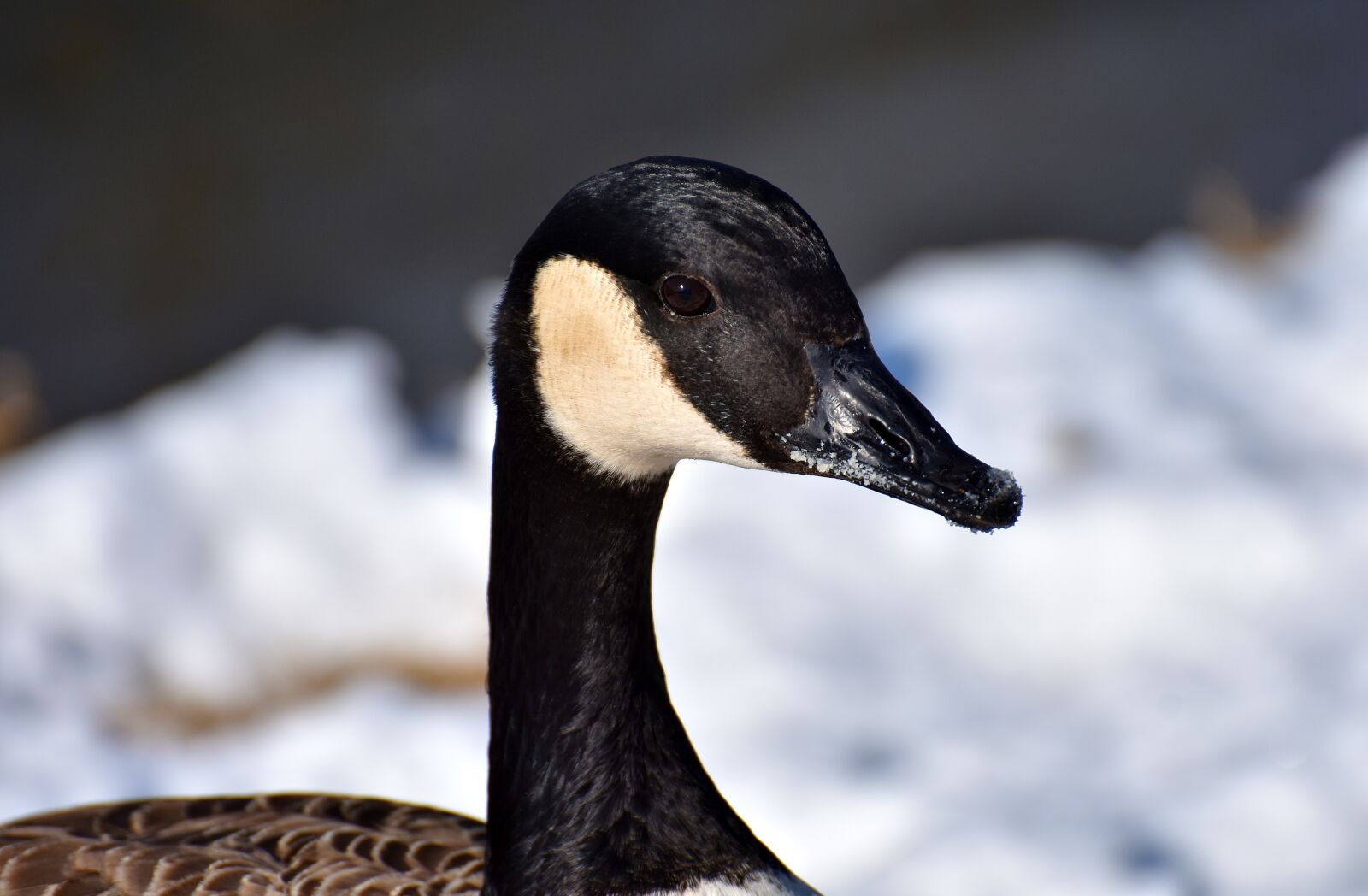 Nikon D7200 sample photo. Goose, water bird, wild photography