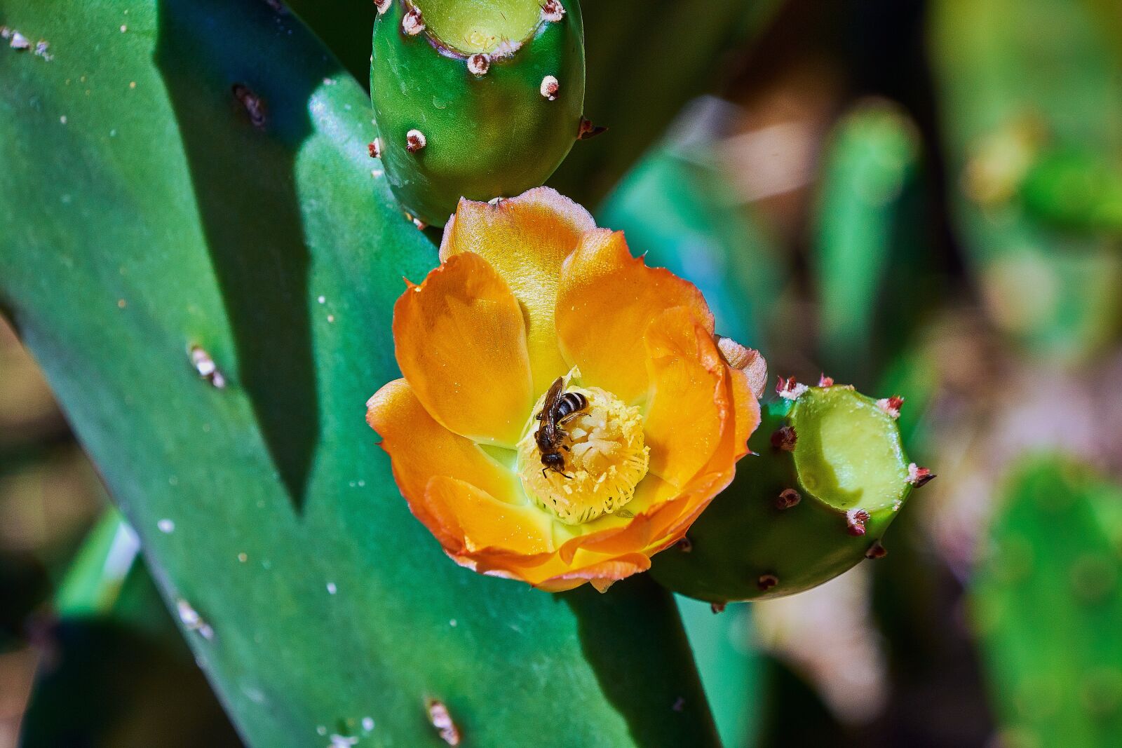 Nikon D7200 sample photo. Cactus, prickly pear cactus photography