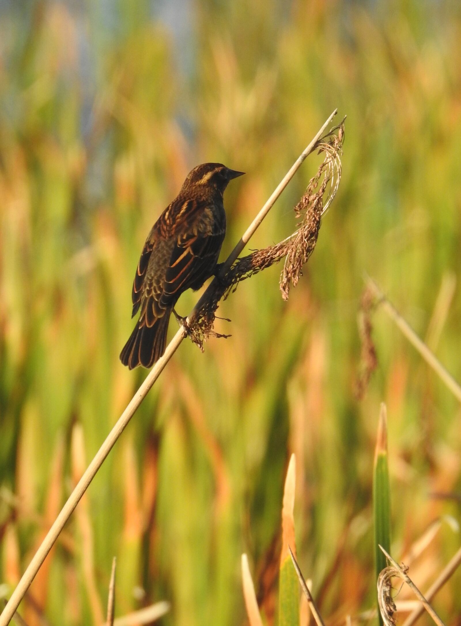 Nikon Coolpix P900 sample photo. Bird, nature, wildlife photography