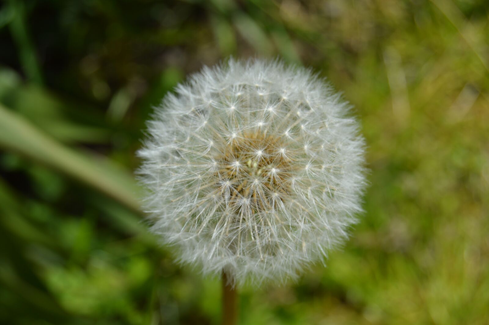 Nikon D3200 sample photo. Dandelion, close up, nature photography