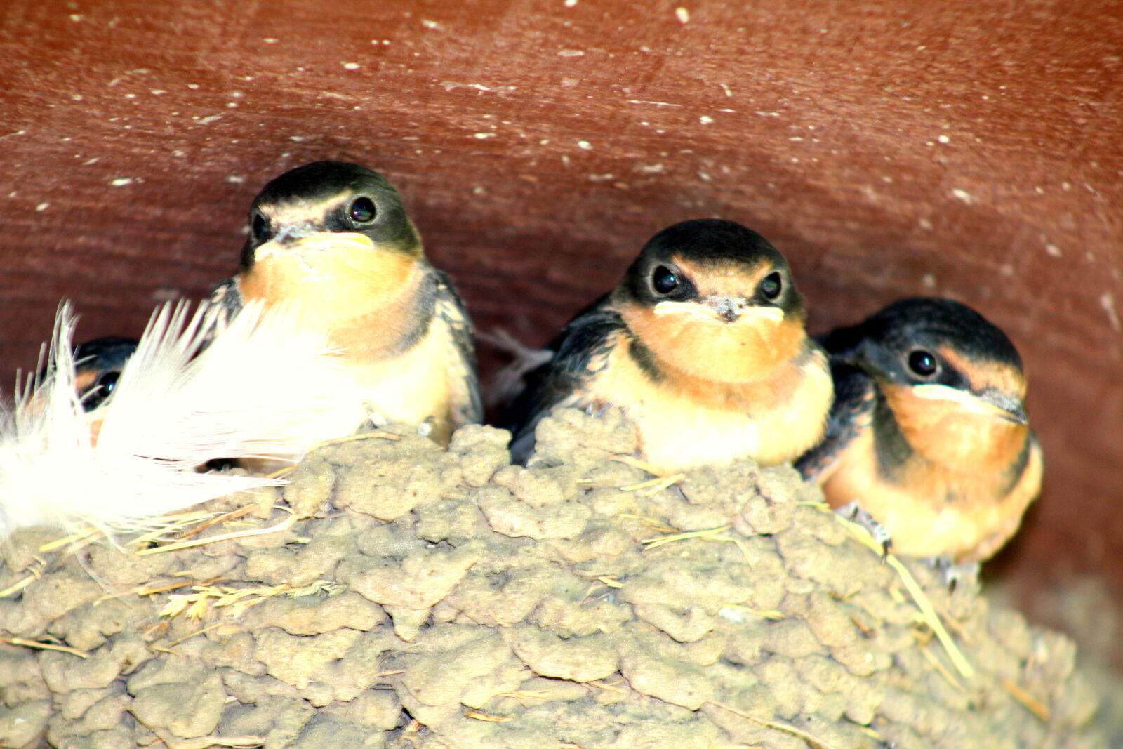 Canon EF 75-300mm f/4-5.6 sample photo. Beautiful, bird, family, home photography