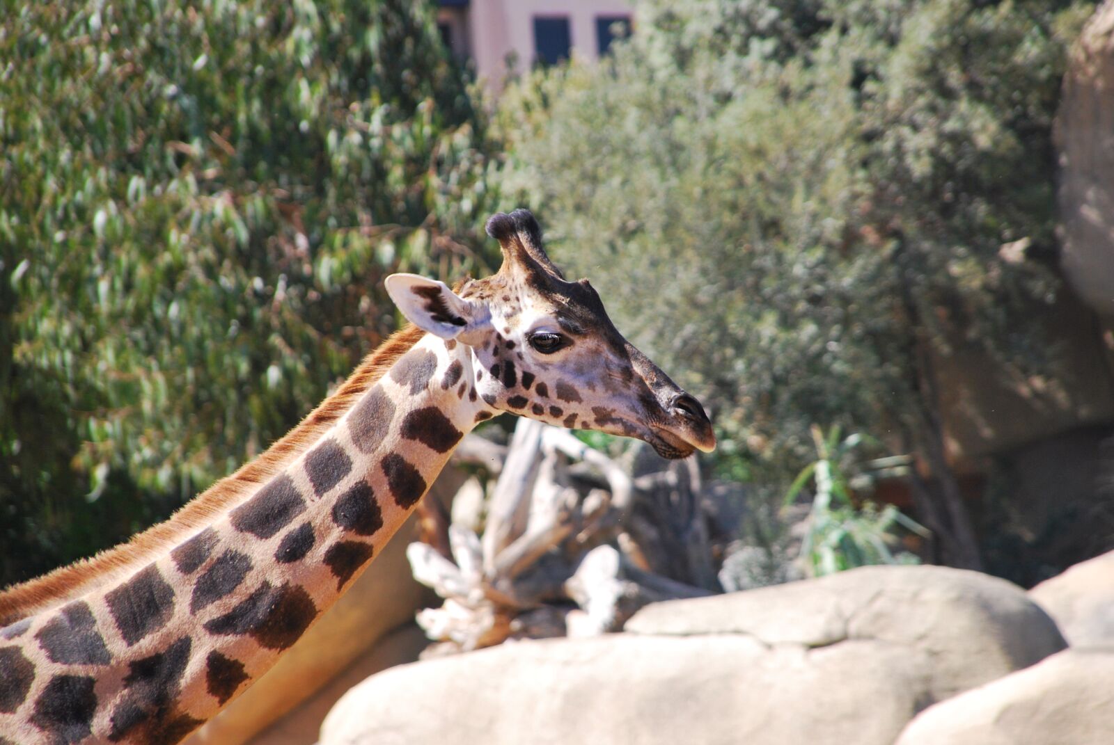 Nikon D60 sample photo. Giraffe, zoo, nature photography
