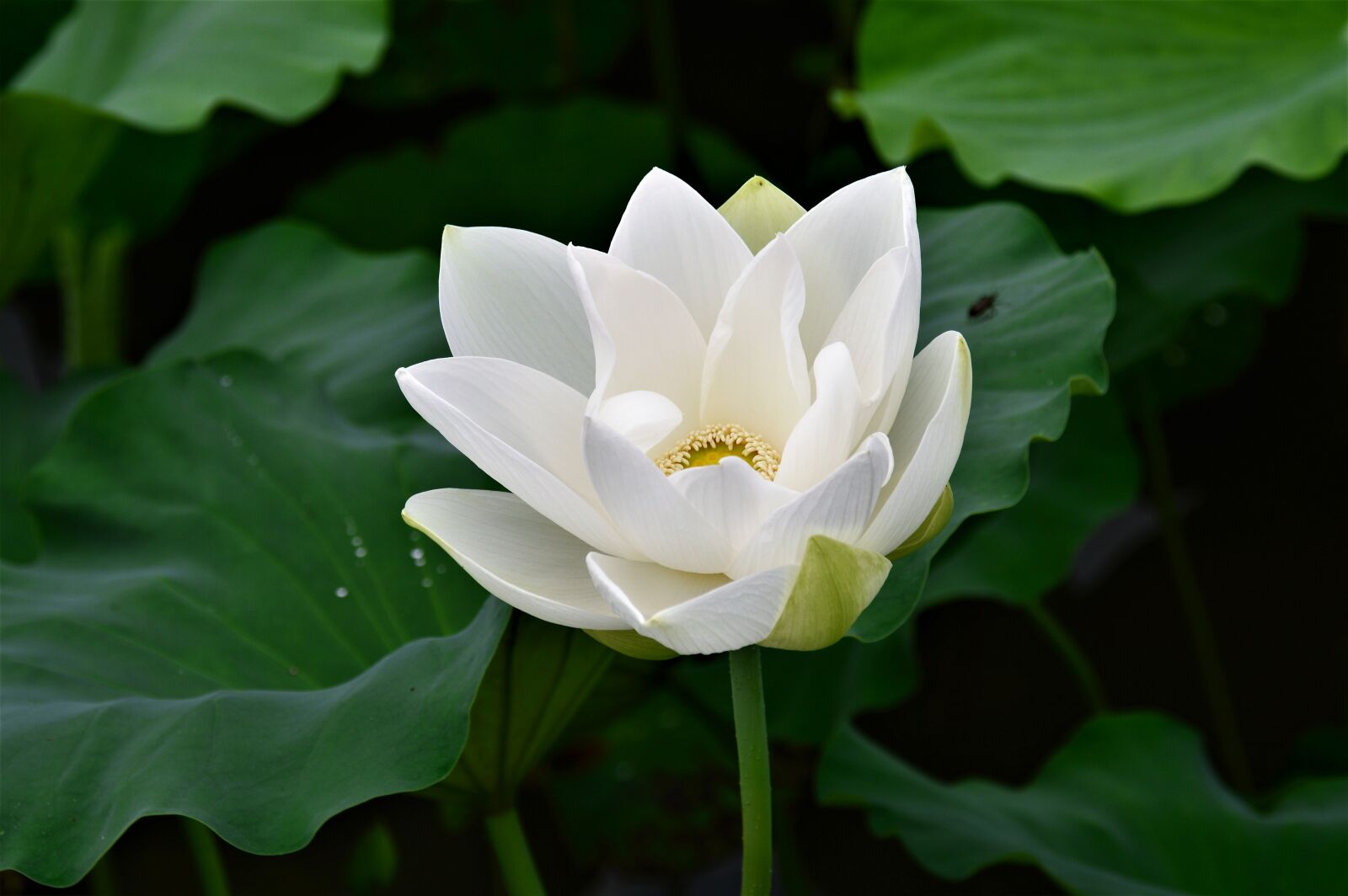 Nikon D3200 sample photo. Lotus, white flower, white photography