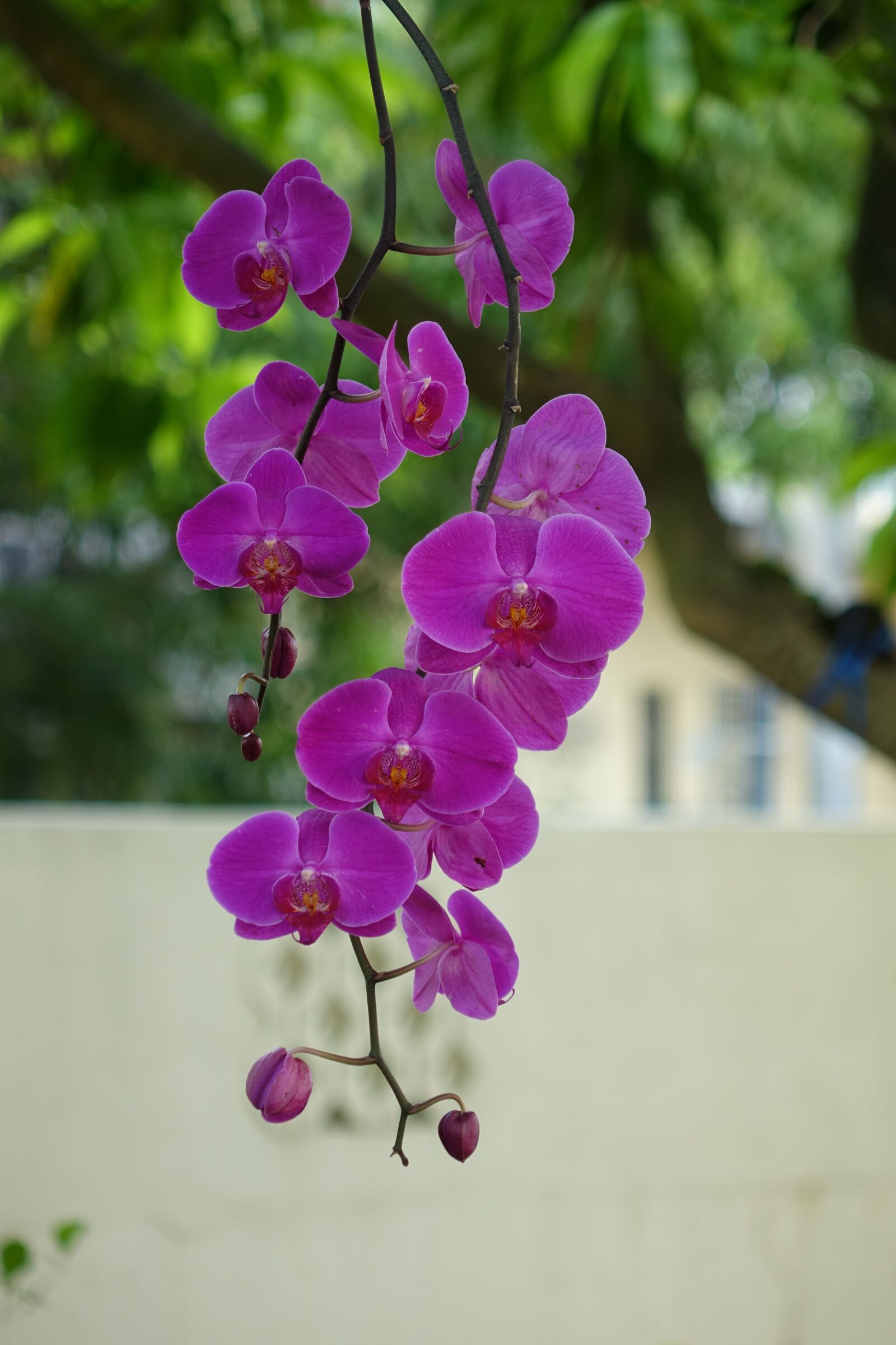 Sony Cyber-shot DSC-RX10 sample photo. Orchid, butterfly the falkland photography